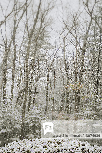 Bare trees in forest during snowfall
