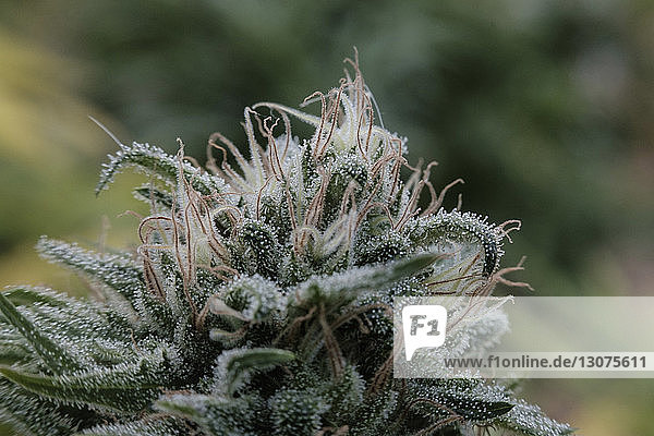 Extreme Nahaufnahme von frischen Knospen  die an der Cannabispflanze im Gewächshaus wachsen