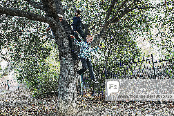 Brüder sehen Jungen an  der im Park vom Baum springt