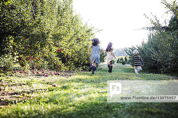 Rear view of children running on field in orchard
