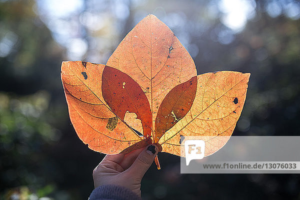 Beschnittenes Bild einer Hand  die orangefarbene Blätter hält