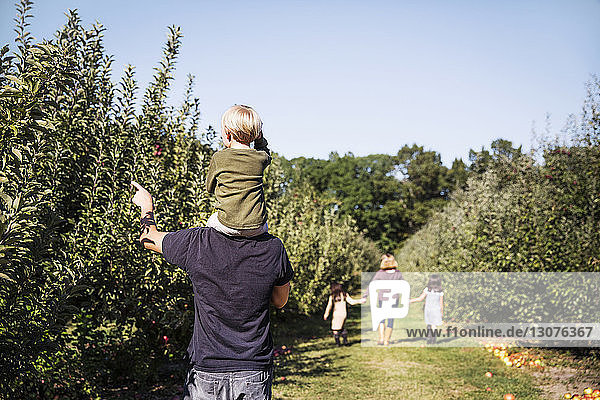 Rear view of father carrying son on shoulder while standing in apple orchard