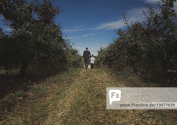 Rückansicht von Vater und Sohn beim Spaziergang im Obstgarten