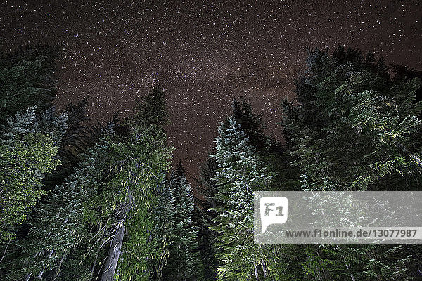 Tiefwinkelansicht der Bäume auf Mt Hood gegen das Sternenfeld