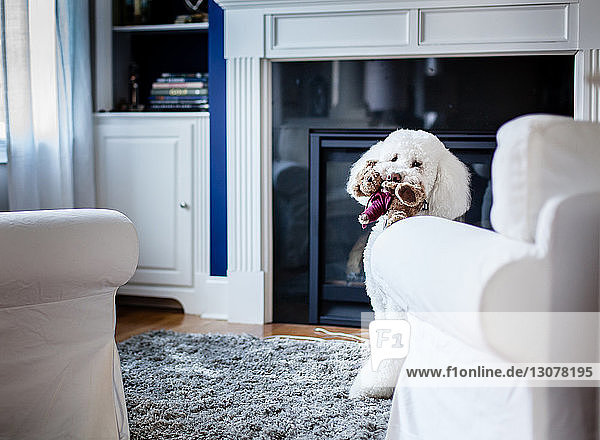 Porträt eines Hundes  der einen Teddybär im Maul trägt  während er zu Hause auf dem Teppich sitzt