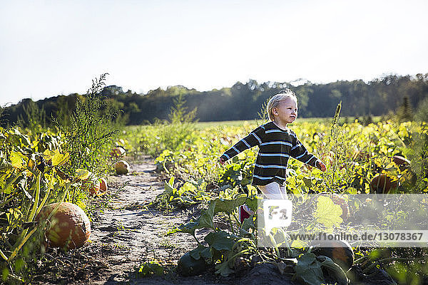 Junge rennt in Kürbisfarm gegen klaren Himmel