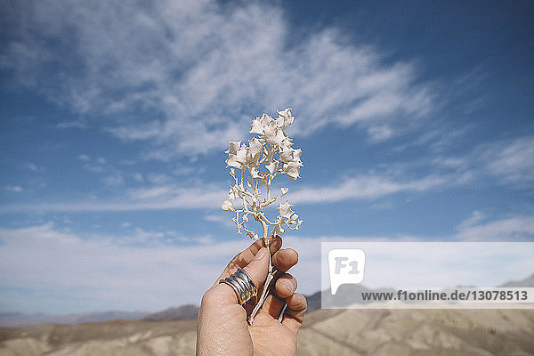 Abgehackte Hand einer Frau  die eine weiße Pflanze gegen Berge und bewölkten Himmel im Death Valley National Park hält