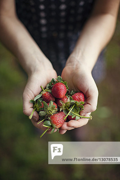 Draufsicht einer Frau  die geerntete Erdbeeren in schalenförmigen Händen hält