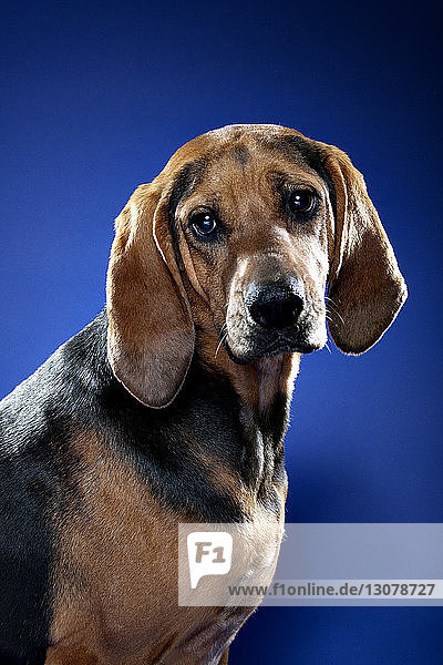 Porträt von Beagle vor blauem Hintergrund