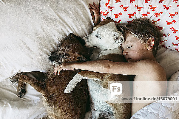 Draufsicht eines Jungen ohne Hemd  der mit Hunden auf dem Bett schläft