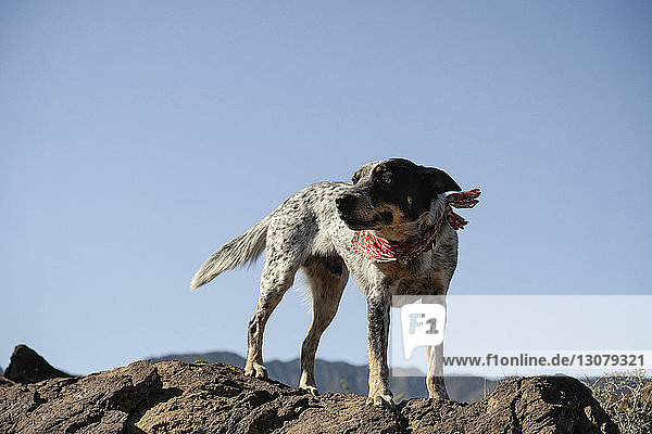 Dog standing on rock against clear blue sky