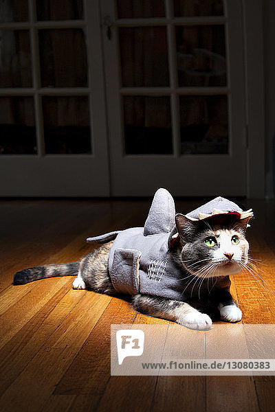 Katze in Haustierkleidung  die zu Hause auf einem Hartholzboden sitzt