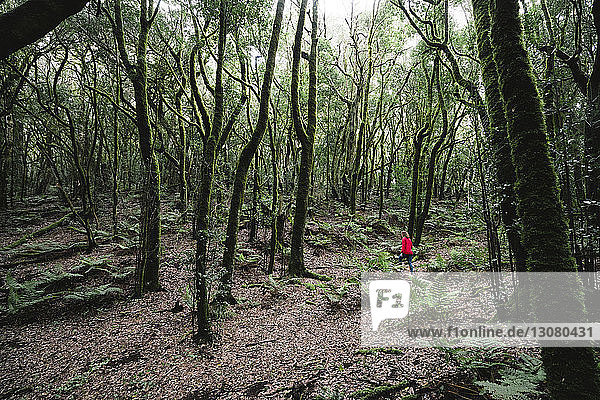 Female hiker amidst trees in forest at Garajonay National Park