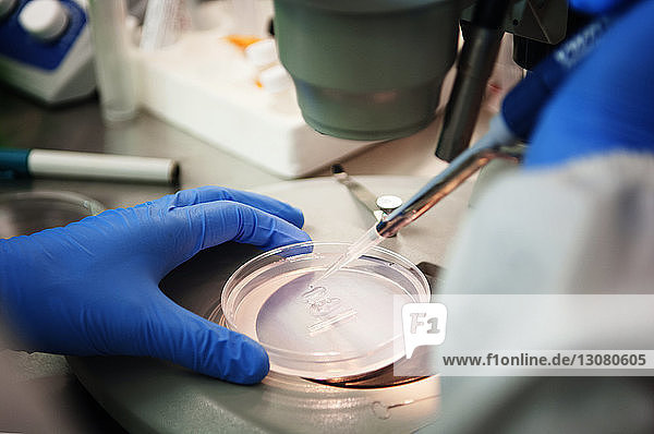 Wissenschaftlerin untersucht im Labor Proben in Petrischale unter dem Mikroskop