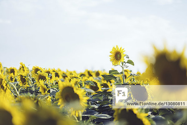 Sonnenblumen wachsen auf dem Feld gegen den Himmel