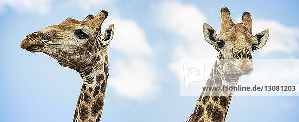 Zwei Giraffen stehen zusammen