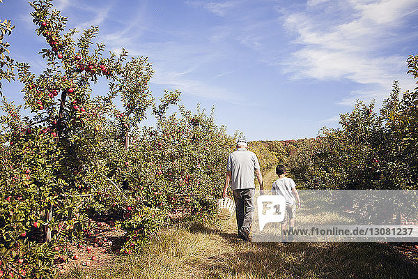 Rear view of grandfather with grandson walking on field in apple orchard