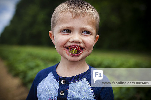Glücklicher Junge schaut weg  während er Erdbeere isst