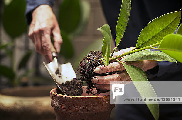 Senior man's hands planting