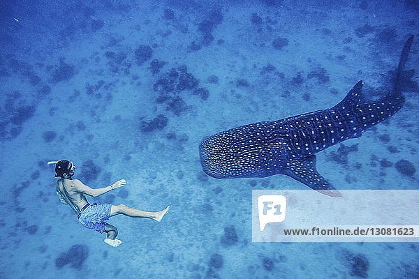 High angle view of shirtless man snorkeling by whale shark undersea