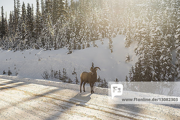 Horned goat standing on snow covered road against trees at Icefields Parkway