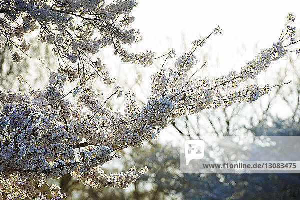 Weiße Blumen blühen auf Zweigen gegen den Himmel