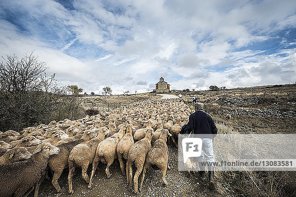 Rear view of male shepherd herding sheep while walking on field against cloudy sky