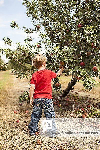 Rückansicht eines Jungen beim Äpfelpflücken im Obstgarten