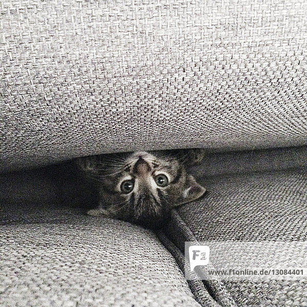 Grey kitten hiding between sofa pillows