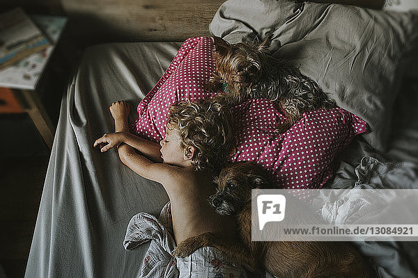 Hochwinkelaufnahme eines Jungen  der zu Hause mit Hunden auf dem Bett schläft