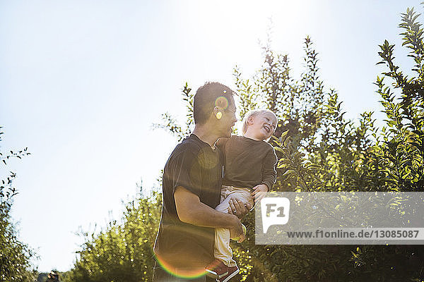 Niedrigwinkelansicht eines spielerischen Vaters  der seinen Sohn trägt  während er im Obstgarten steht