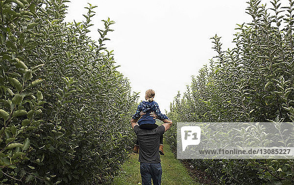 Rückansicht eines Vaters  der seine Tochter beim Spaziergang im Obstgarten auf den Schultern trägt