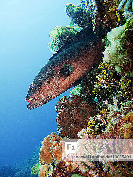 Unterwasser schwimmender Gelbmund-Grouper