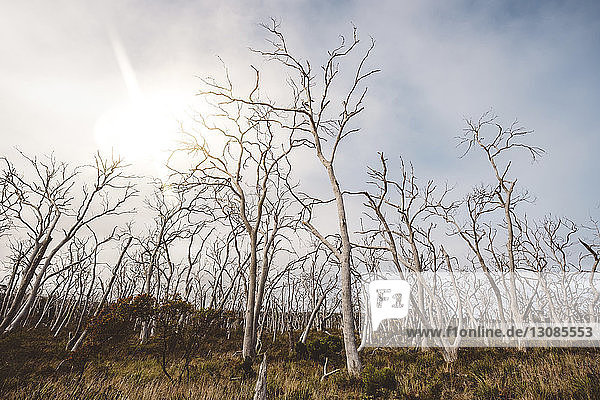 Niedrigwinkelansicht von kahlen Bäumen auf Grasfeld gegen bewölkten Himmel bei sonnigem Tag