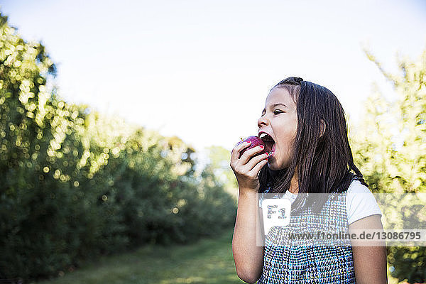 Girl eating apple while standing in orchard