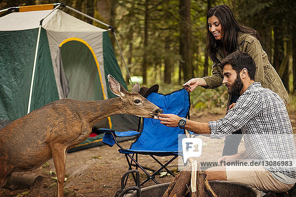 Paar füttert Hirsche beim Zelten an einer Feuerstelle im Wald