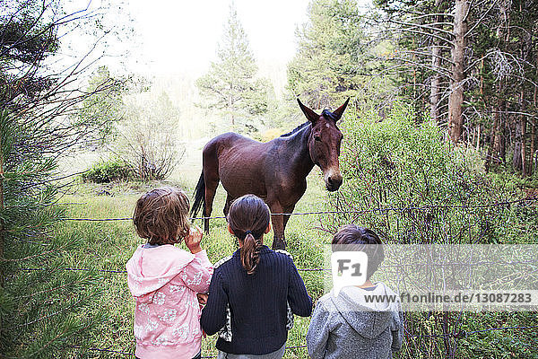 Rückansicht eines Geschwisters  das am Zaun steht und auf das Pferd schaut