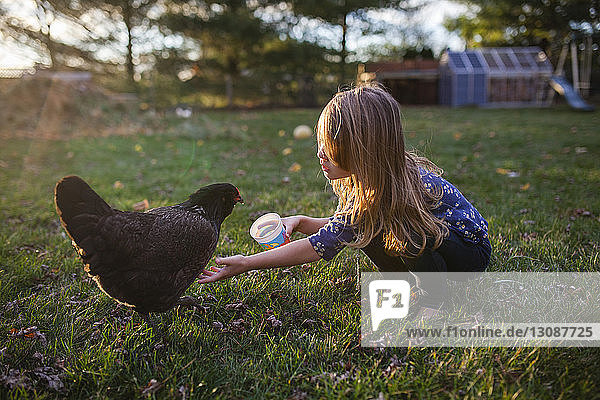 Girl feeding hen on field at farm