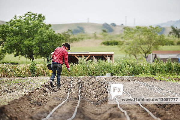 Rear view of female farmer sowing seeds on farm
