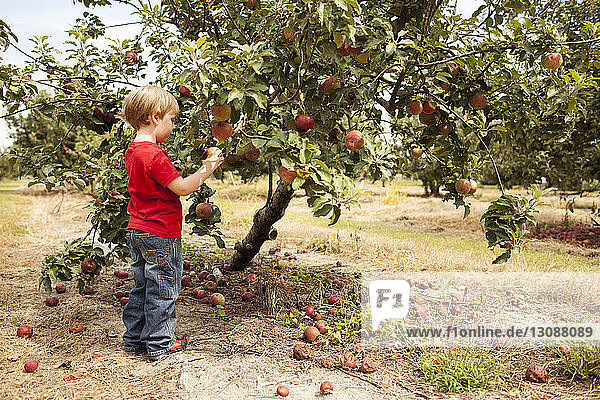 Side view of boy picking apples in orchard