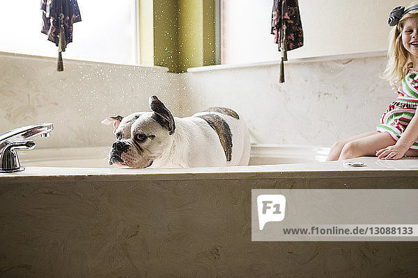 Glückliches Mädchen sitzt auf der Badewanne  während Bulldogge zu Hause baden geht