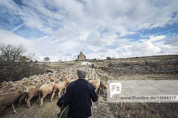 Rear view of shepherd herding sheep while walking on field against cloudy sky