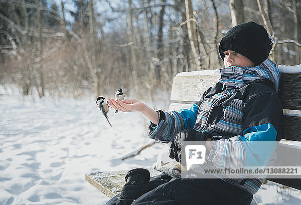 Boy with birds perching on his hand while sitting on bench during winter