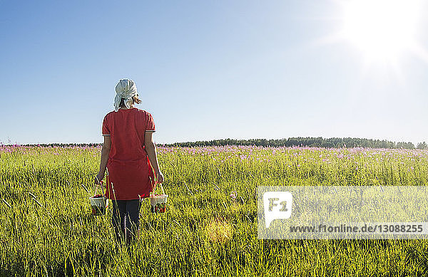 Rückansicht einer Bäuerin  die auf einem Grasfeld Erdbeeren in Eimern trägt
