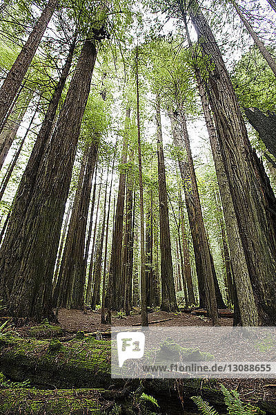 Bäume wachsen auf den Feldern der Redwood National- und Staatsparks