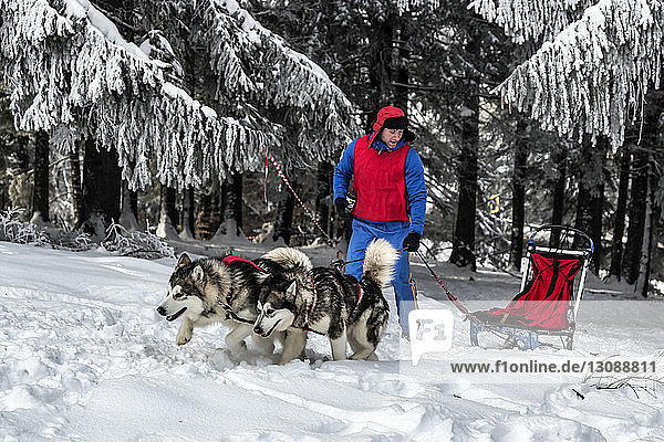 Man with Siberian Huskies and sled on snowy field
