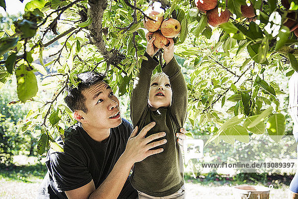 Vater schaut den Jungen beim Apfelpflücken vom Baum an