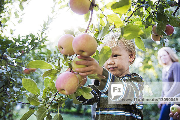 Junge pflückt Äpfel während der Ernte im Obstgarten