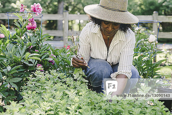 Eine reife Frau hält eine Baumschere in der Hand  während sie Pflanzen im Garten betrachtet
