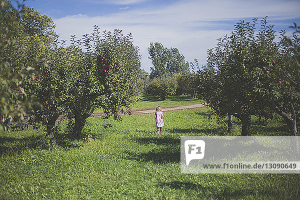 Girl walking on grassy field amidst apple trees in orchard